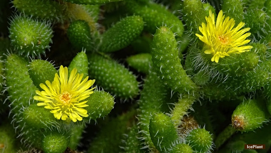 Delosperma echinatum